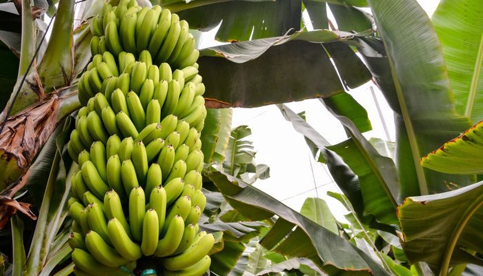 Pisang Melengkung Karena Tumbuh Ke Arah Matahari?