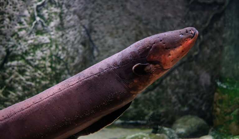 Belut Listrik Ikan Air Tawar Yang Dapat Menghasilkan Aliran Listrik