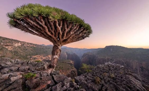 Ketahui Pulau Socotra Yang Disebut Dengan "Pulau Darah Naga"