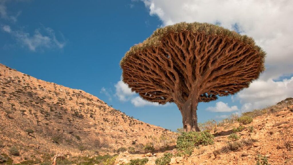 Pulau Socotra