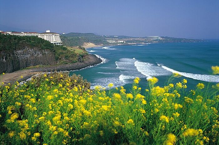 Jeju Island Adalah Surga Tropis Korea Selatan 