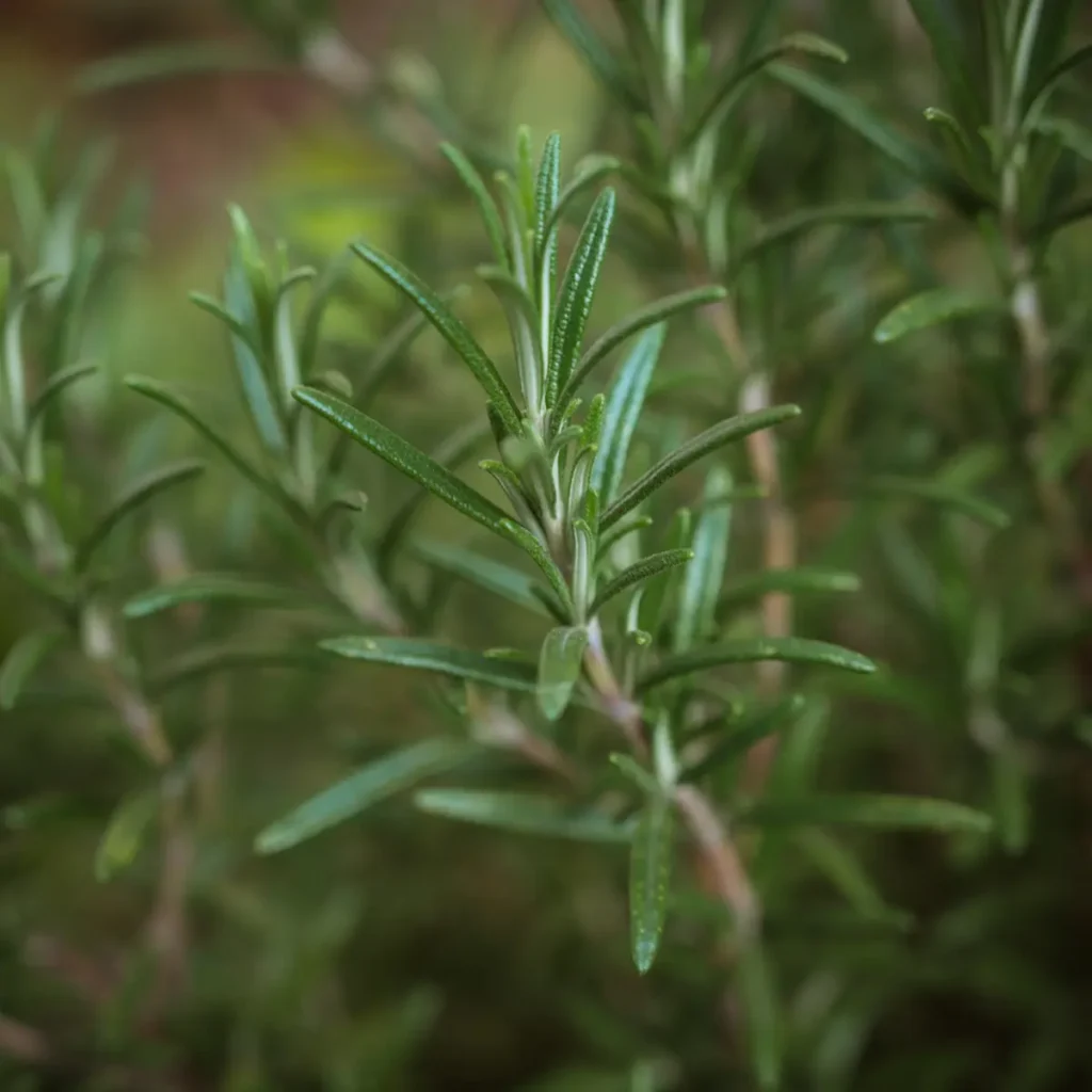 Kekuatan Rosemary Dalam Meningkatkan Konsentrasi