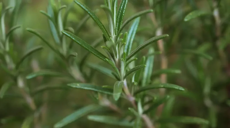 Kekuatan Rosemary Dalam Meningkatkan Konsentrasi