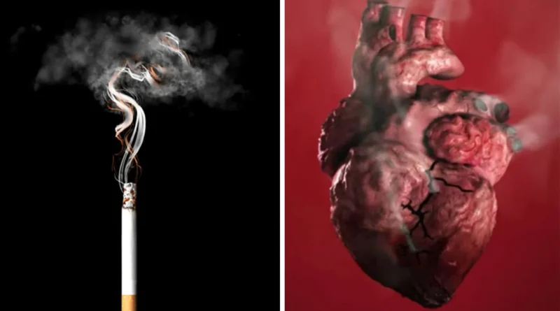 Dampak Negatif Asap Rokok Pada Organ Tubuh