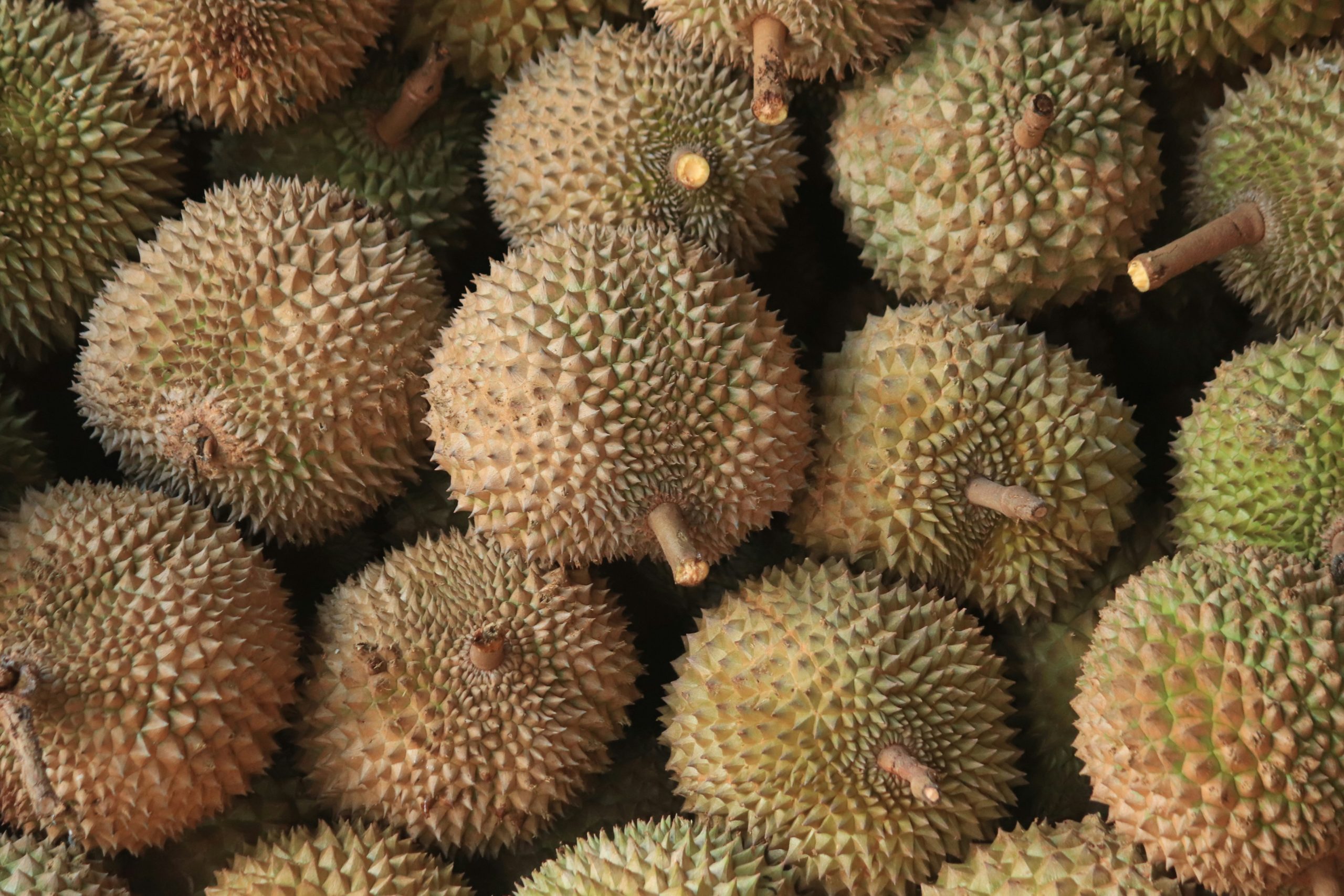 Tren Durian Premium Dari Harga Hingga Kualitas