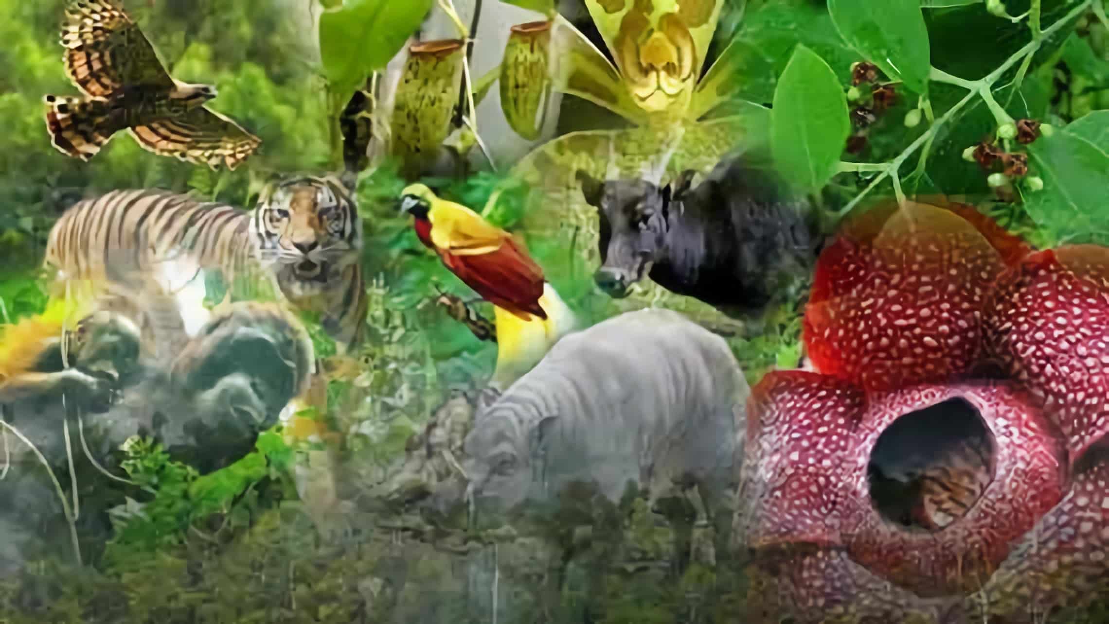 Jaga Ekosistem Biodiversitas, Selamatkan Bumi