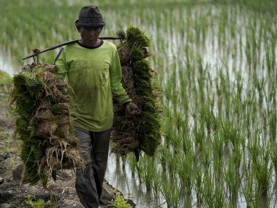 Ketahanan Pangan: Mengapresiasi Petani, Penopang Hidup Kita
