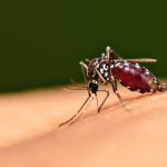 Penyakit Malaria Di Sebabkan Oleh Parasit Plasmodium