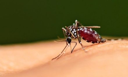 Penyakit Malaria Di Sebabkan Oleh Parasit Plasmodium
