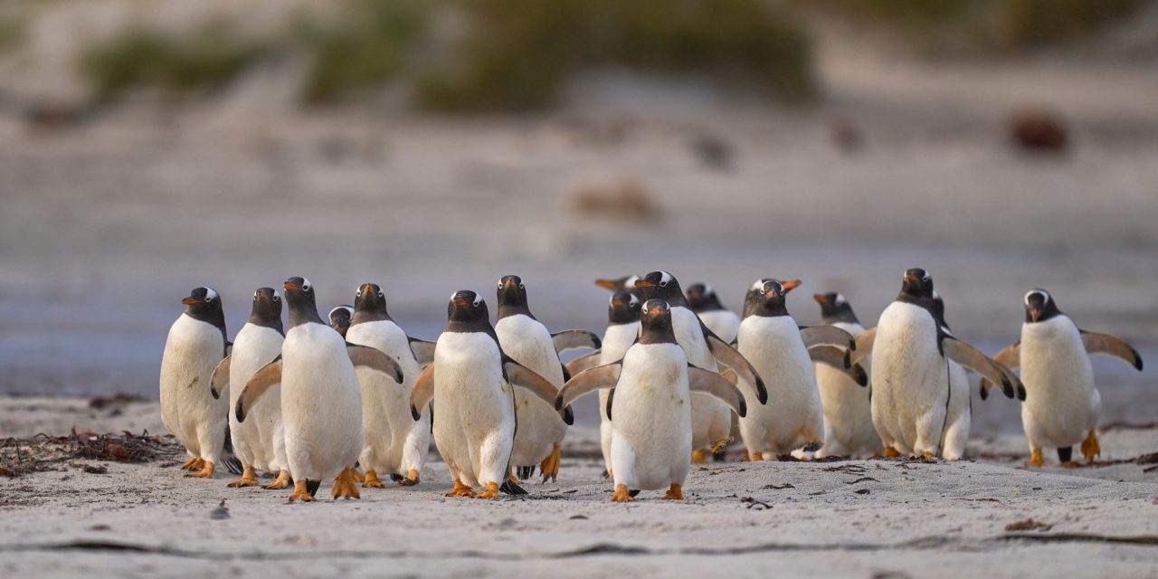 Tingkah Laku Penguin Memiliki Strategi Untuk Bertahan Hidup