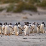 Tingkah Laku Penguin Memiliki Strategi Untuk Bertahan Hidup