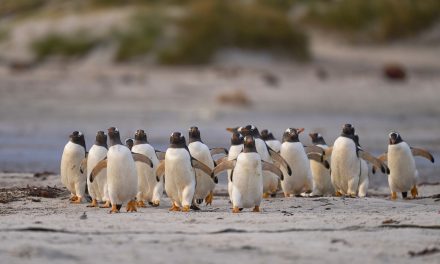 Tingkah Laku Penguin Memiliki Strategi Untuk Bertahan Hidup