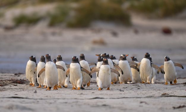 Tingkah Laku Penguin Memiliki Strategi Untuk Bertahan Hidup
