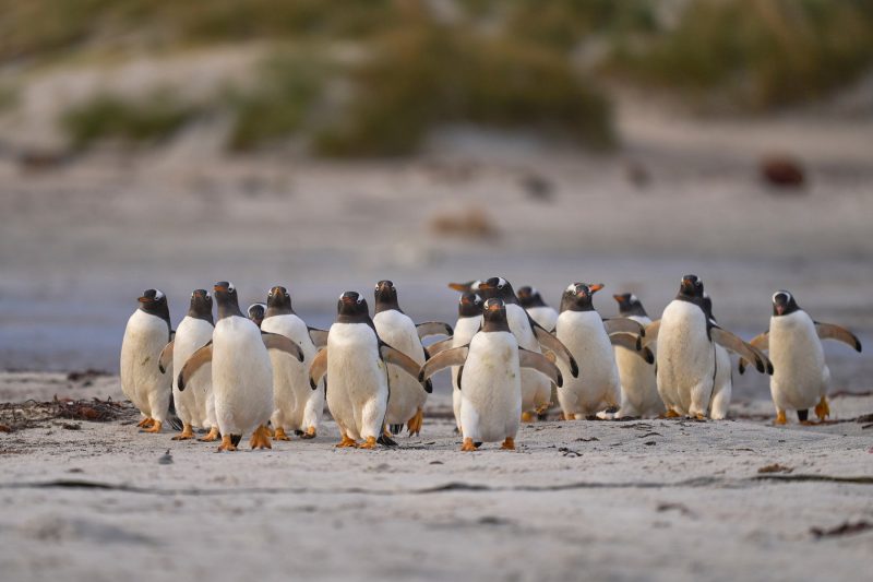 Tingkah Laku Penguin