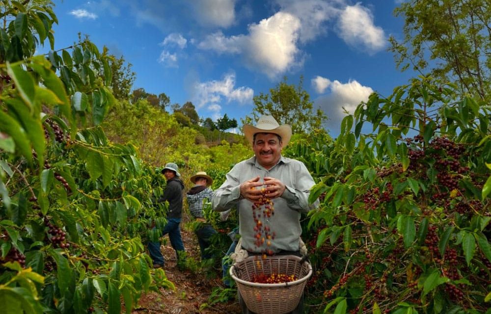 Menjelajah Negeri Ethiopia Tempat Asal Kopi Berasal
