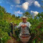 Menjelajah Negeri Ethiopia Tempat Asal Kopi Berasal