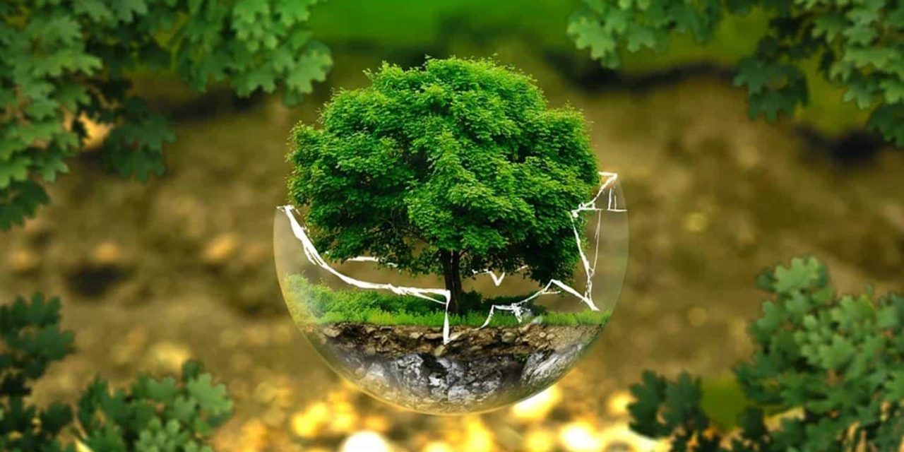 Proyek Reboisasi Global, Menghijaukan Hutan Yang Terdegradasi