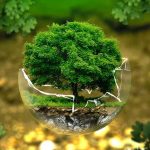 Proyek Reboisasi Global, Menghijaukan Hutan Yang Terdegradasi