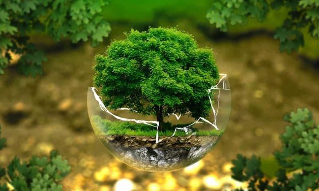 Proyek Reboisasi Global, Menghijaukan Hutan Yang Terdegradasi