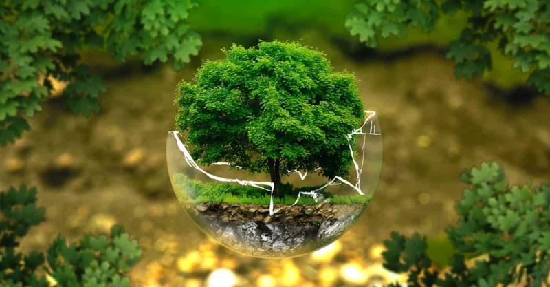 Proyek Reboisasi Global