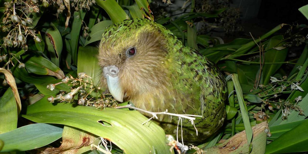 Burung Kakapo Unik Dan Endemik Di Selandia Baru