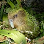 Burung Kakapo Unik Dan Endemik Di Selandia Baru