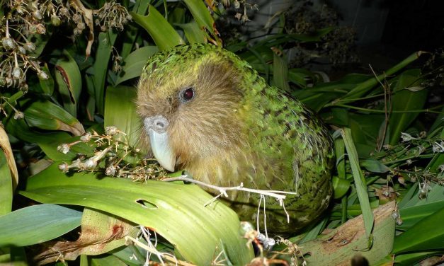 Burung Kakapo Unik Dan Endemik Di Selandia Baru