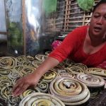 Desa Kertasura Terkenal Dengan Desa Ular, Mengapa Demikian?