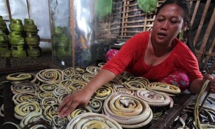 Desa Kertasura Terkenal Dengan Desa Ular, Mengapa Demikian?