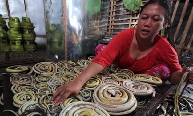 Desa Kertasura Terkenal Dengan Desa Ular, Mengapa Demikian?