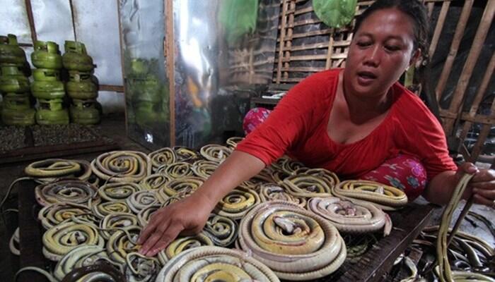 Desa Kertasura Terkenal Dengan Desa Ular, Mengapa Demikian?