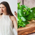 Daun Kemangi Katanya Bisa Untuk Mengatasi Bau Badan