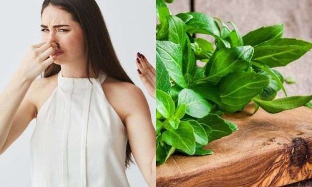 Daun Kemangi Katanya Bisa Untuk Mengatasi Bau Badan